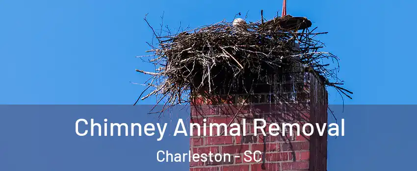  Chimney Animal Removal Charleston - SC