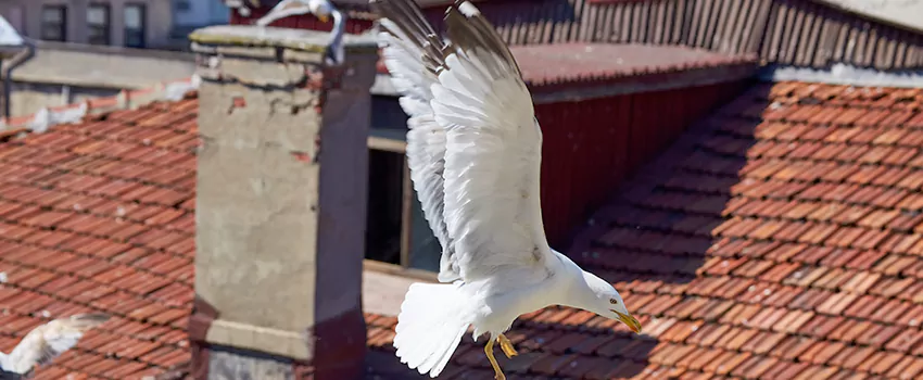 Residential Chimney Animal Removal Solution in Charleston, SC