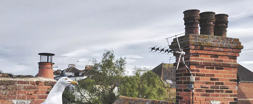 Chimney Cleaning And Restoration in Charleston, South Carolina